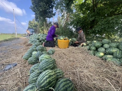 Nắng nóng, dưa hấu đắt hàng