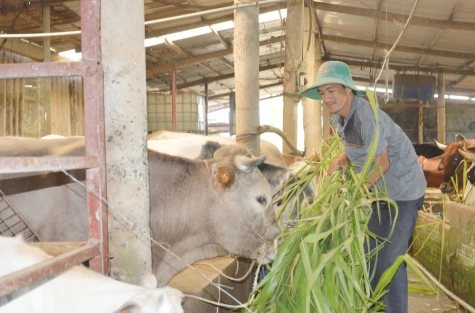 Đồng Tháp: Giá bò tăng cao trở lại