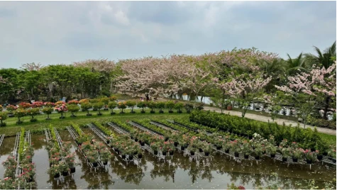 Ngắm vườn hoa anh đào đẹp nhất miền Tây