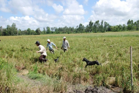 Ngon lắm chuột đồng ơi!