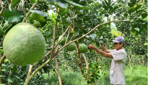 Dấu mốc mới của trái cây Việt