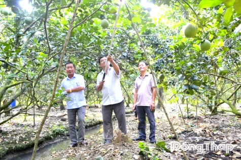 Nông dân Đồng Tháp chủ động “giữ ngọt” vườn cây