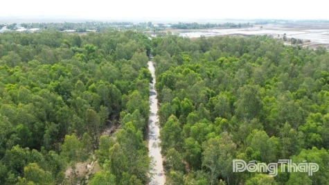 Dong Thap Stepping Up Inspections and Proactive Forest Fire Prevention