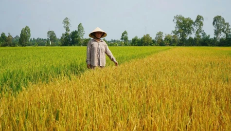 Đồng Tháp: Nhanh chóng làm rõ nguyên nhân vụ lúa bị thiệt hại