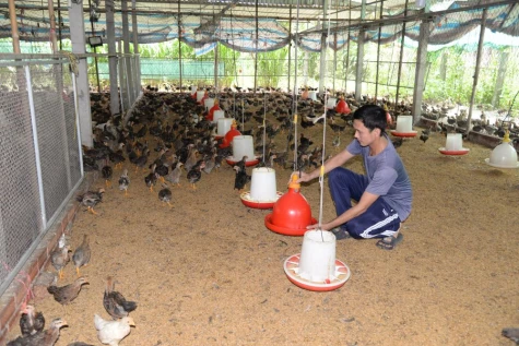 Đồng Tháp: Người chăn nuôi chờ tín hiệu tích cực từ thị trường