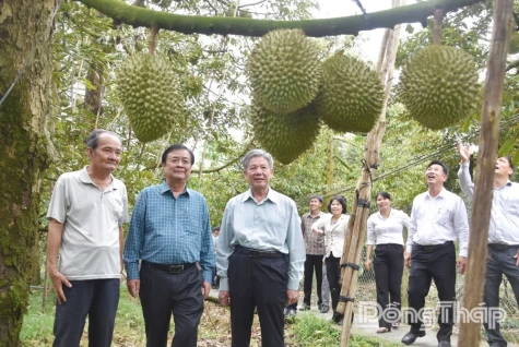 Dong Thap: First Fruit Festival Expected in Early June