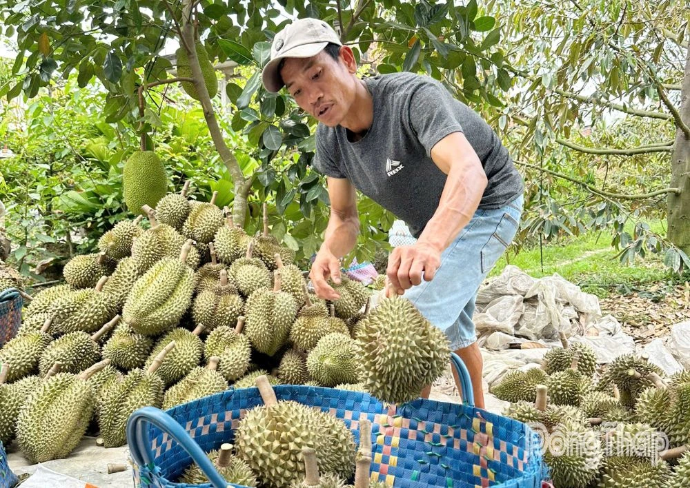 Ách tắc kiểm nghiệm, giá sầu riêng ở Đồng Tháp giảm mạnh
