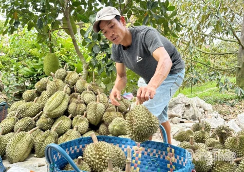 Ách tắc kiểm nghiệm, giá sầu riêng ở Đồng Tháp giảm mạnh