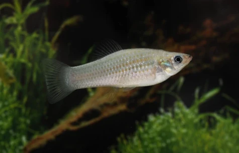 Loài cá tự nhân bản 100.000 năm gồm toàn con cái