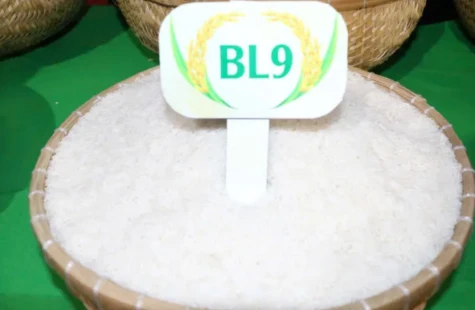 Gạo BL9 được trao giải nhất cuộc thi Gạo ngon đồng bằng sông Cửu Long lần thứ I