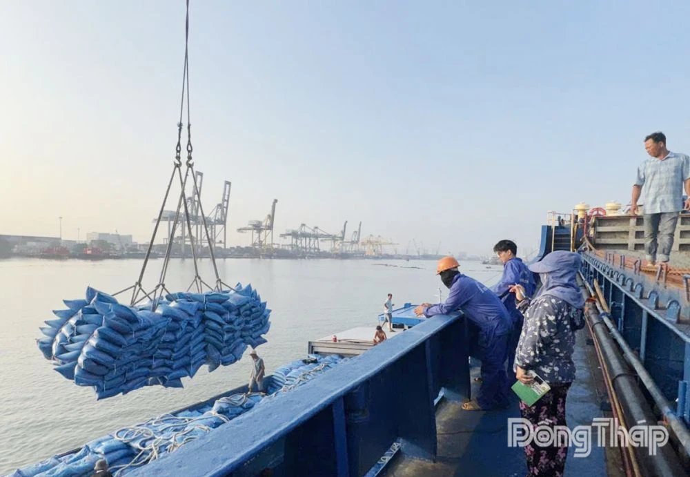 Thị trường lúa gạo dần khởi sắc