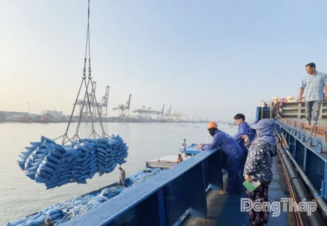 Thị trường lúa gạo dần khởi sắc