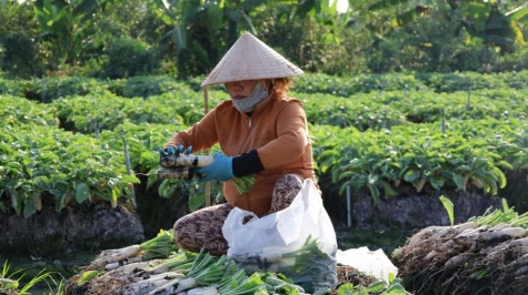 Nông dân Tân Phú Trung thu hoạch củ cải trắng trong nỗi lo rớt giá