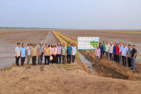 Xã Tràm Chim lan tỏa mô hình Sản xuất lúa "thuận thiên" gắn với bảo tồn hệ sinh thái