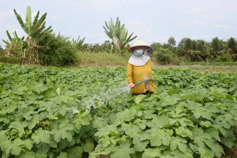 Luân canh cây trồng ở Làng hoa Mỹ Phong