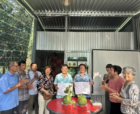 Mô hình “Cây bưởi vườn tôi” - Nâng tầm giá trị bưởi da xanh