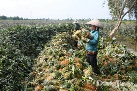 Nông nghiệp xanh - Sức sống mới ở Tân Phước 1