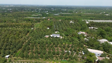 Không mở rộng diện tích cây ăn trái ồ ạt