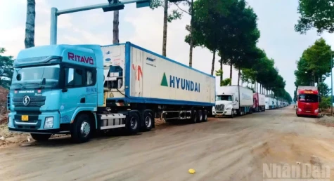 Ùn ứ hàng trăm xe container chở sầu riêng lấy mẫu tại Đồng Nai