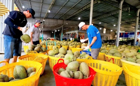 Không để kiểm nghiệm chậm cản trở xuất khẩu sầu riêng
