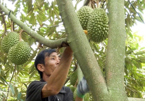 Minh bạch chuỗi sản xuất sầu riêng