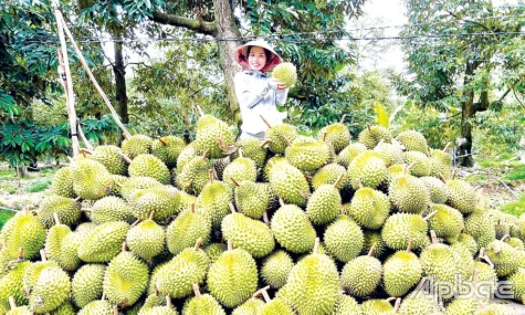 Đồng Tháp: Tăng cường hỗ trợ doanh nghiệp xuất khẩu sang Trung Quốc