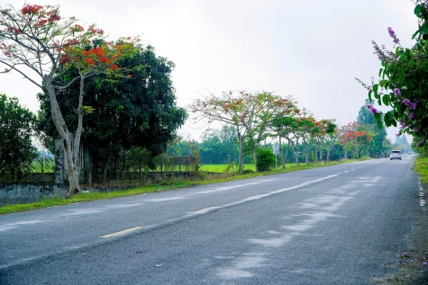 Rực rỡ mùa hoa phượng, bằng lăng trên các tuyến đường tại xã Lấp Vò