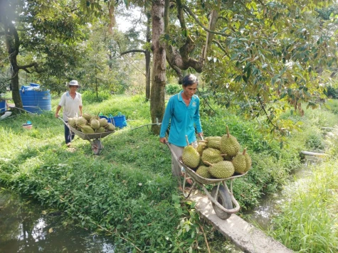 Tìm lối ra cho sầu riêng chính vụ