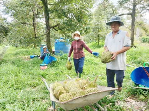 Đồng Tháp: Đề nghị hỗ trợ tăng cường lấy mẫu kiểm nghiệm sầu riêng, mít phục vụ xuất khẩu