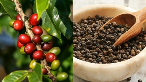 Giá cà phê và hồ tiêu thị trường Tây nguyên có nhiều biến động