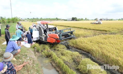Giá gạo xuất khẩu của Việt Nam tăng trở lại