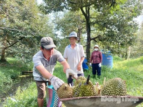 Dong Thap Strengthens Traceability for Agricultural, Forestry, and Aquatic Products
