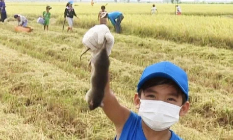 Ăn thịt chuột sao cho an toàn, khỏi sợ nhiễm Vi rút Hanta?