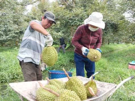 Thích ứng quy định mới để giữ nhịp xuất khẩu nông sản