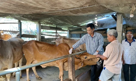 Triển khai tiêm vắc xin phòng bệnh lở mồm long móng cho hơn 5.600 con bò tại xã Vĩnh Hựu