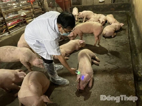 Sử dụng kháng sinh có kiểm soát - Chiến lược phát triển chăn nuôi bền vững