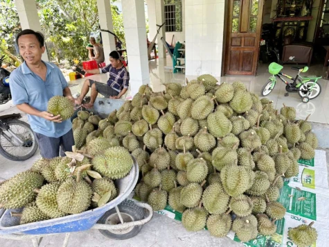 Giá sầu riêng Ri 6 tăng giá trở lại