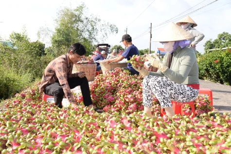 Đồng Tháp: Giá thanh long giảm, nhà vườn gặp khó