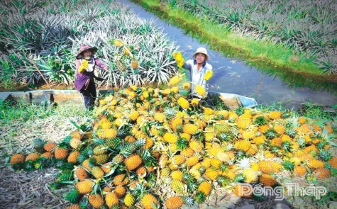 Từ đất phèn Đồng Tháp Mười đến khát vọng “thủ phủ khóm sinh thái” của Việt Nam