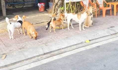 Đồng Tháp: Triển khai quyết liệt các biện pháp phòng, chống bệnh dại trên động vật