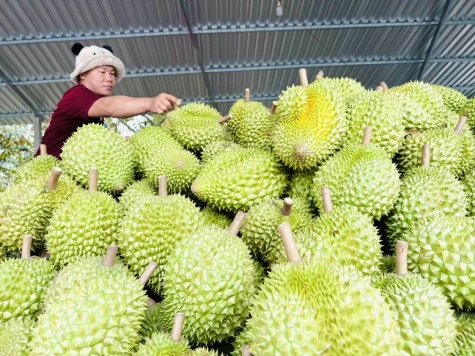 Gỡ "nút thắt" kiểm nghiệm, tổ chức lại chuỗi giá trị sầu riêng bền vững