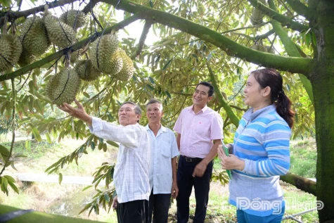 Going Global: The Ambition of Dong Thap’s Agricultural Sector