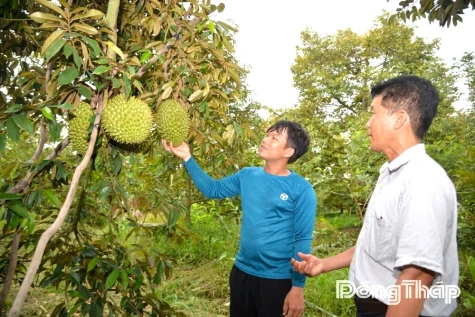 Nâng tầm giá trị cây ăn trái