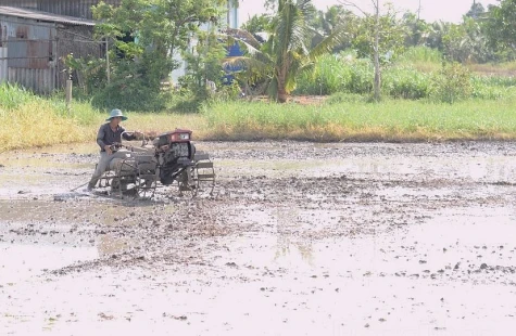 Nông dân phía Đông khẩn trương xuống giống vụ hè thu