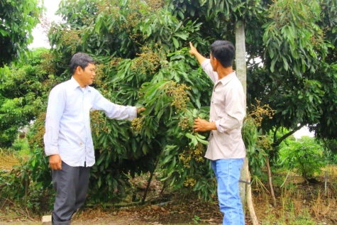 Tập trung mở rộng thị trường tiêu thụ trái cây