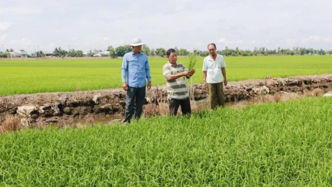 Tràm Chim từng bước xây dựng nền kinh tế nông nghiệp sinh thái