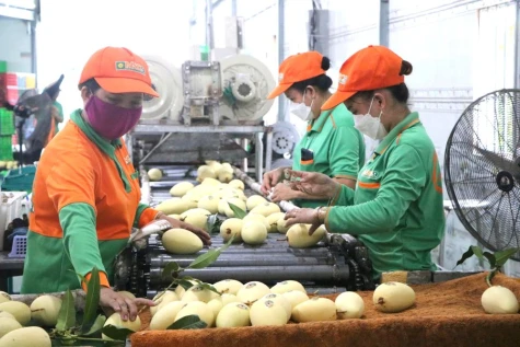 Xoài Cao Lãnh: Từ trái cây đặc sản hướng đến hệ sinh thái kinh tế xanh