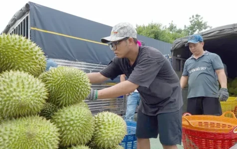 ĐBSCL: Giá sầu riêng tăng trở lại