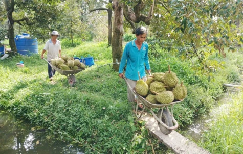 Nhận diện “điểm nghẽn” trên hành trình nâng tầm trái cây Đồng Tháp