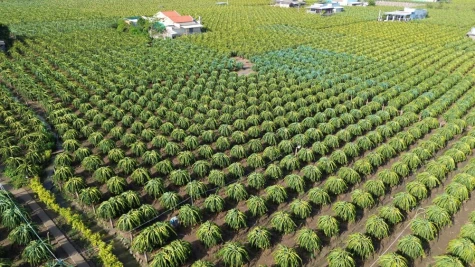 Đồng Tháp: Tập trung tháo gỡ khó khăn, vướng mắc trong quản lý mã số vùng trồng, mã số cơ sở đóng gói